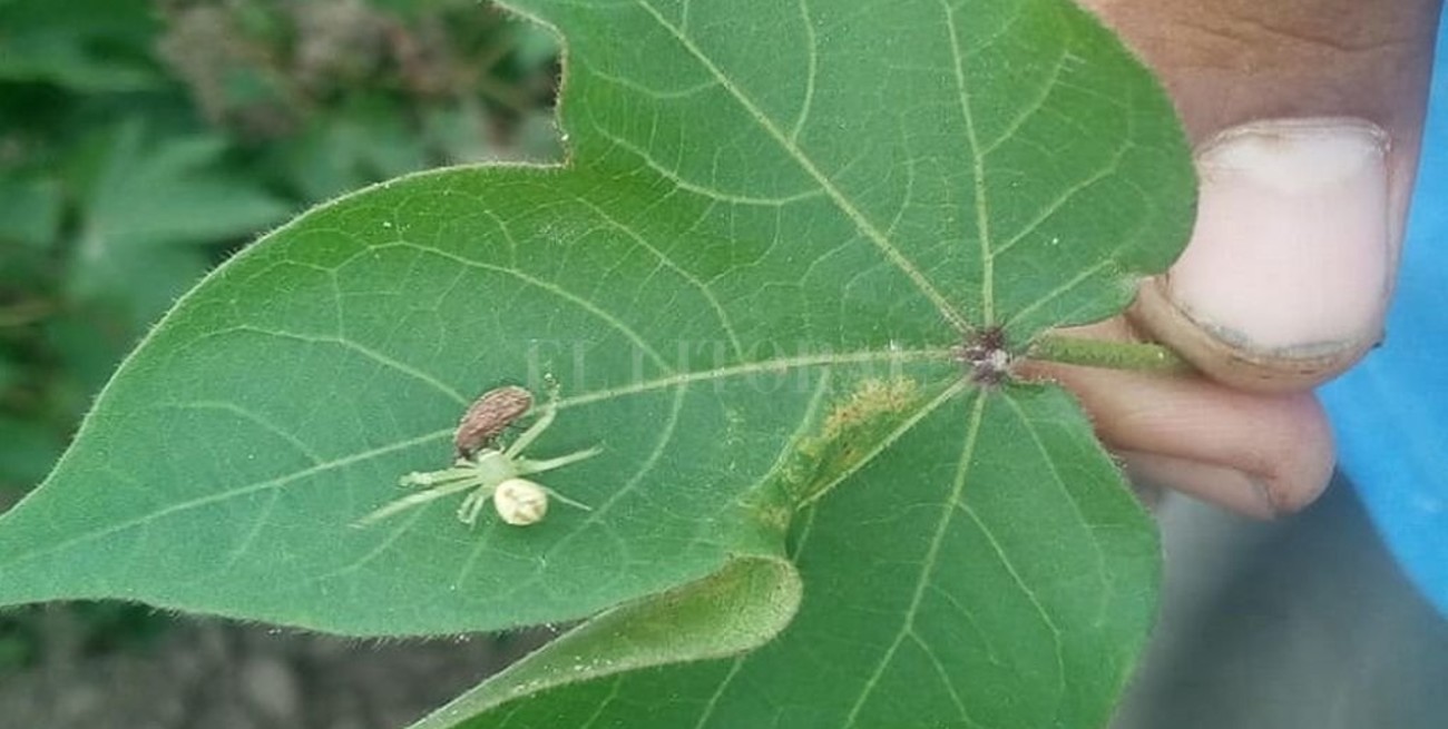 Insectos benéficos: aliados para controlar plagas en algodón
