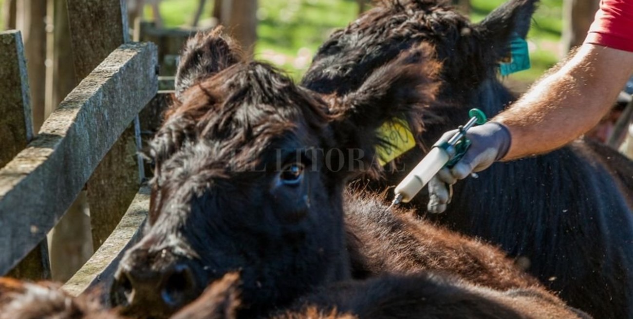 Garrapata bovina: detectan resistencia a la ivermectina