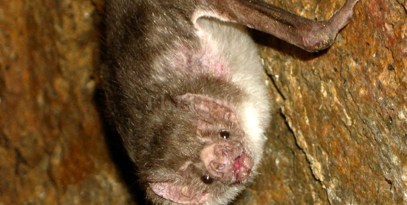 Alertan de brote de rabia paresiante en Chaco