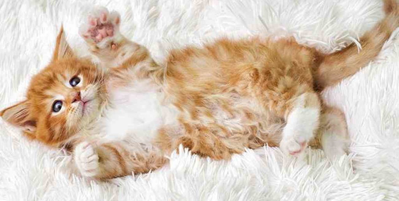 Día Internacional del Gato, uno de los animales más populares del mundo