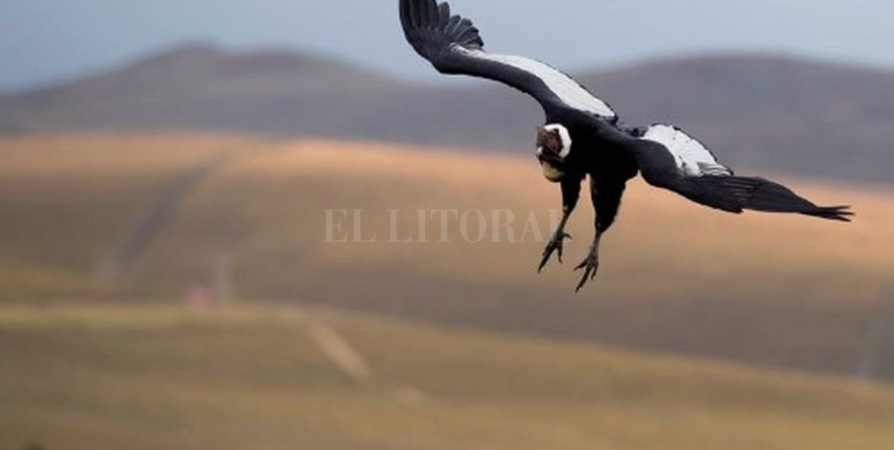 Vuelo "low cost": un descubrimiento sorprendente sobre el cóndor andino