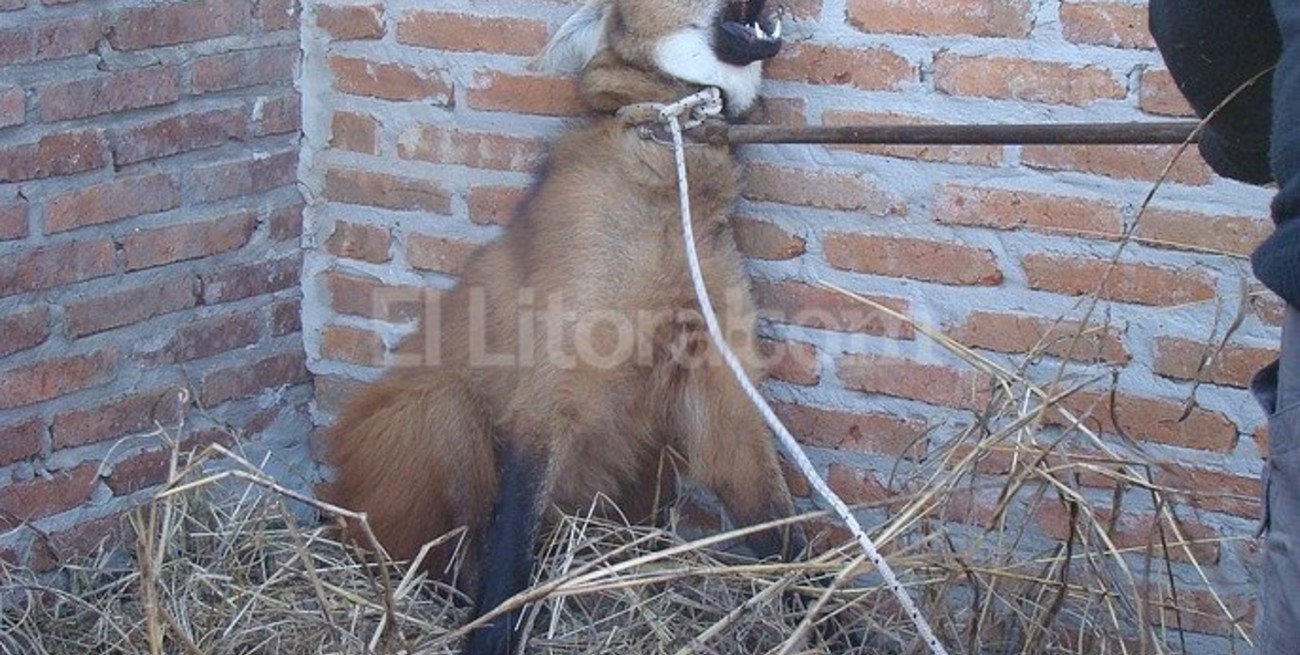 Capturan un aguará guazú en Esperanza