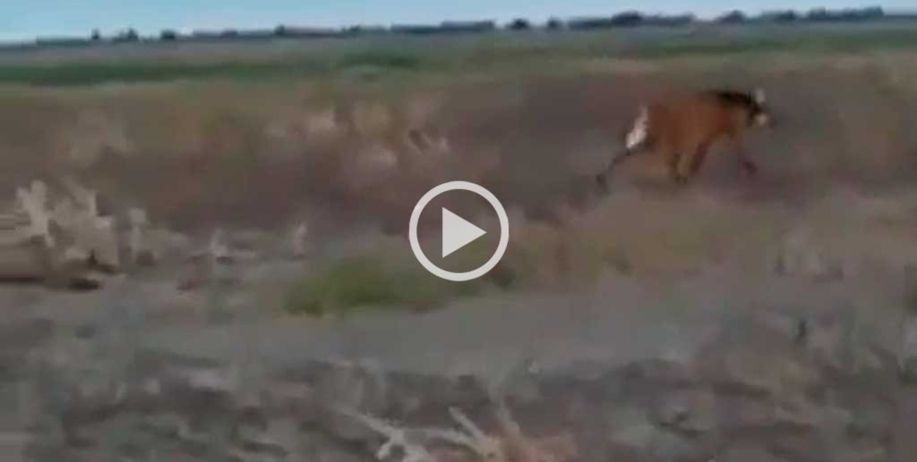 Filmaron a un Aguará Guazú en Santiago del Estero, donde se creía extinto 