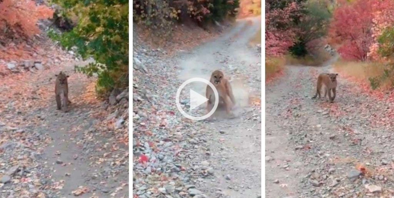 Video: el terror que vivió un montañista al ser perseguido por un puma