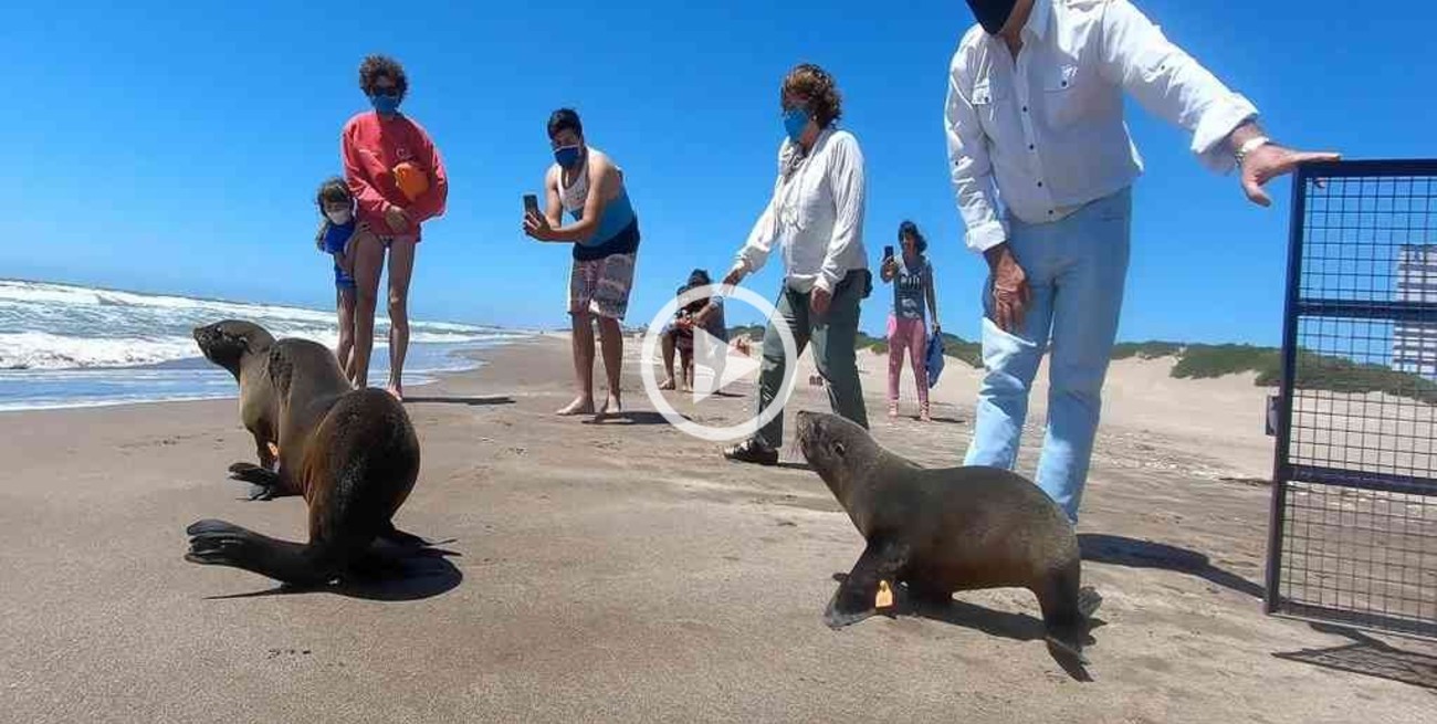 Lobos marinos regresaron al mar tras ser rescatados en la costa argentina