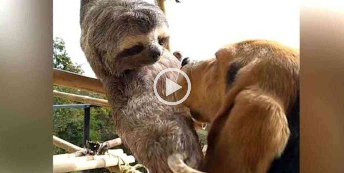 La imagen más tierna: un perezoso acariciando a un perro enternece las redes sociales