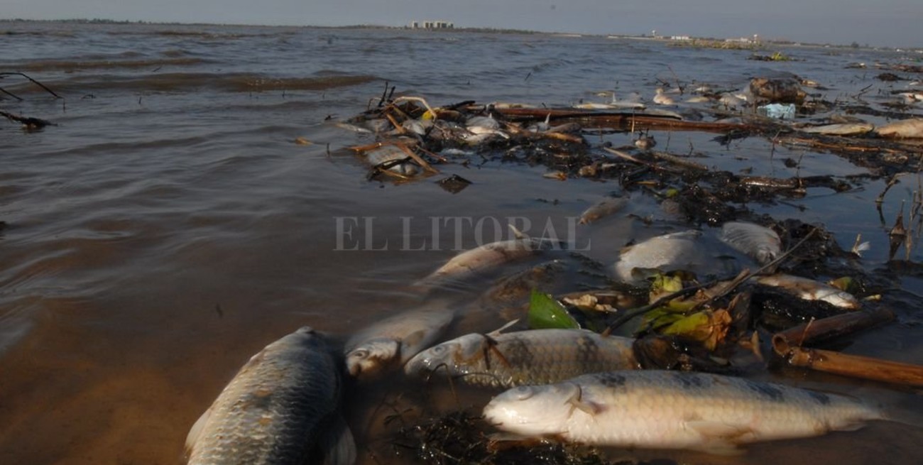 Advierten sobre una posible mortandad de peces en los ríos