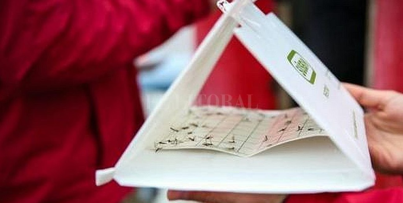 Preocupa la presencia de mosquitos en la Antártida