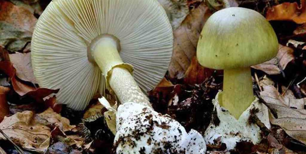 Falleció el turista que había consumido un hongo venenoso en Córdoba