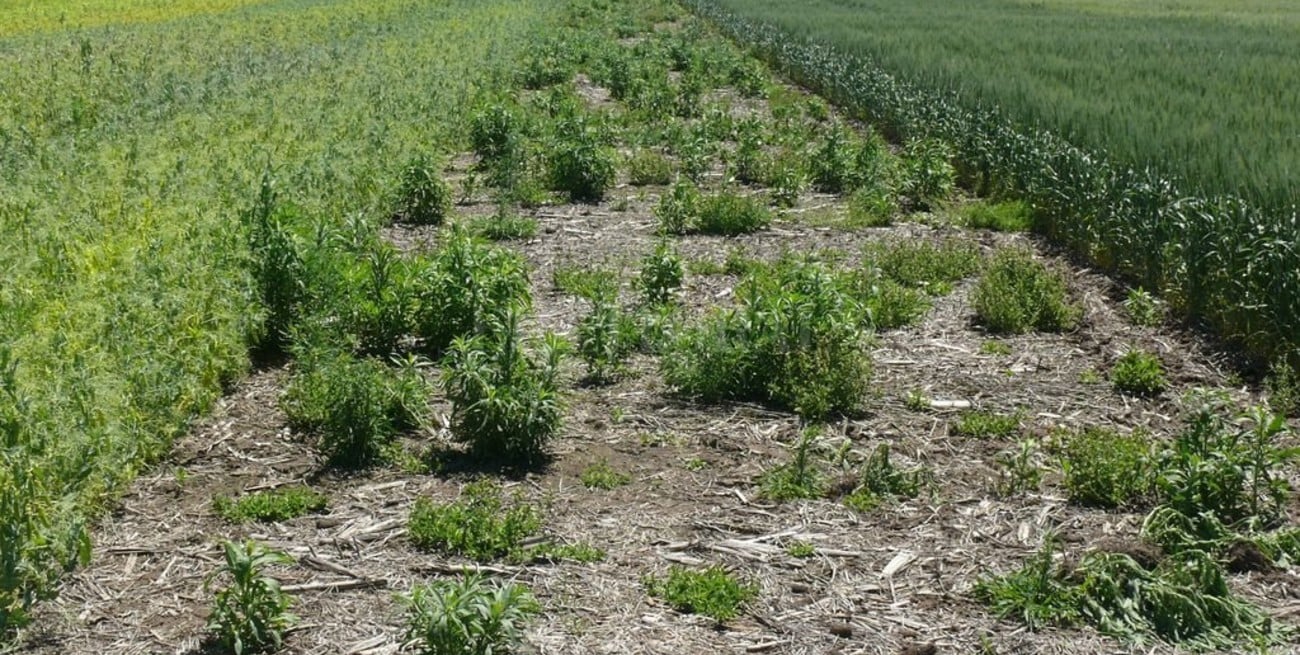 Herbicidas en el suelo y residualidad