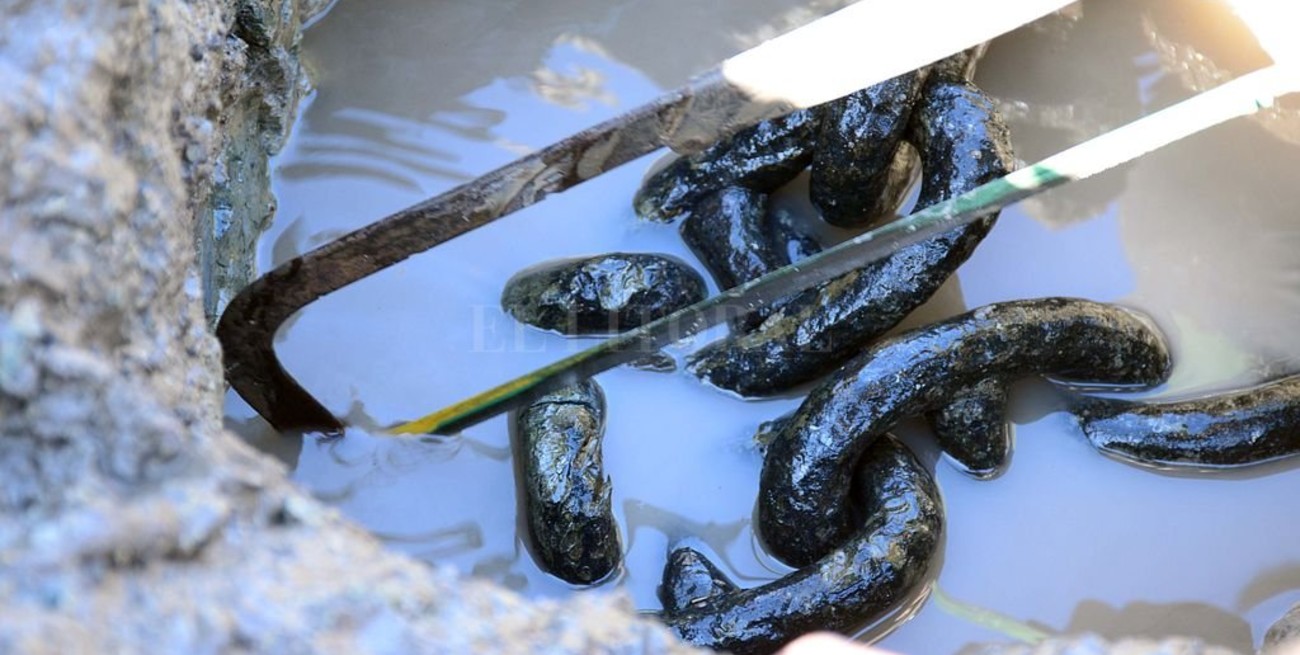 Entregan al Museo los restos de cadena halladas en el sitio de la batalla de la Vuelta de Obligado