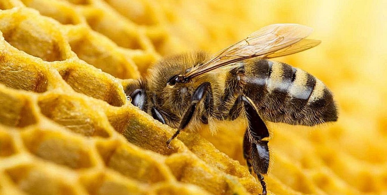 La Pampa lanzó una campaña digital para favorecer el consumo de miel