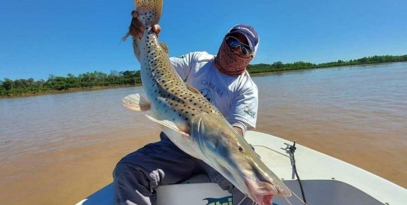 Video: increíble pesca de patíes sobre el río Paraná de Corrientes