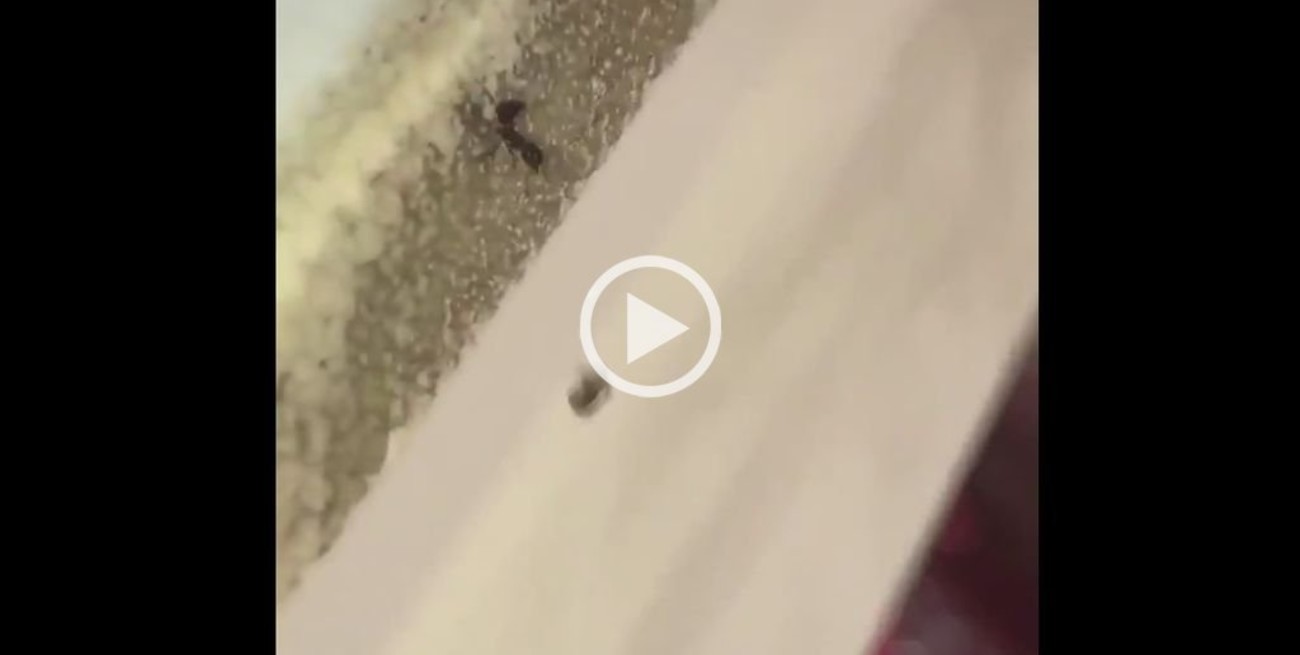 Video: una hormiga asesina a otra y se hace viral en las redes