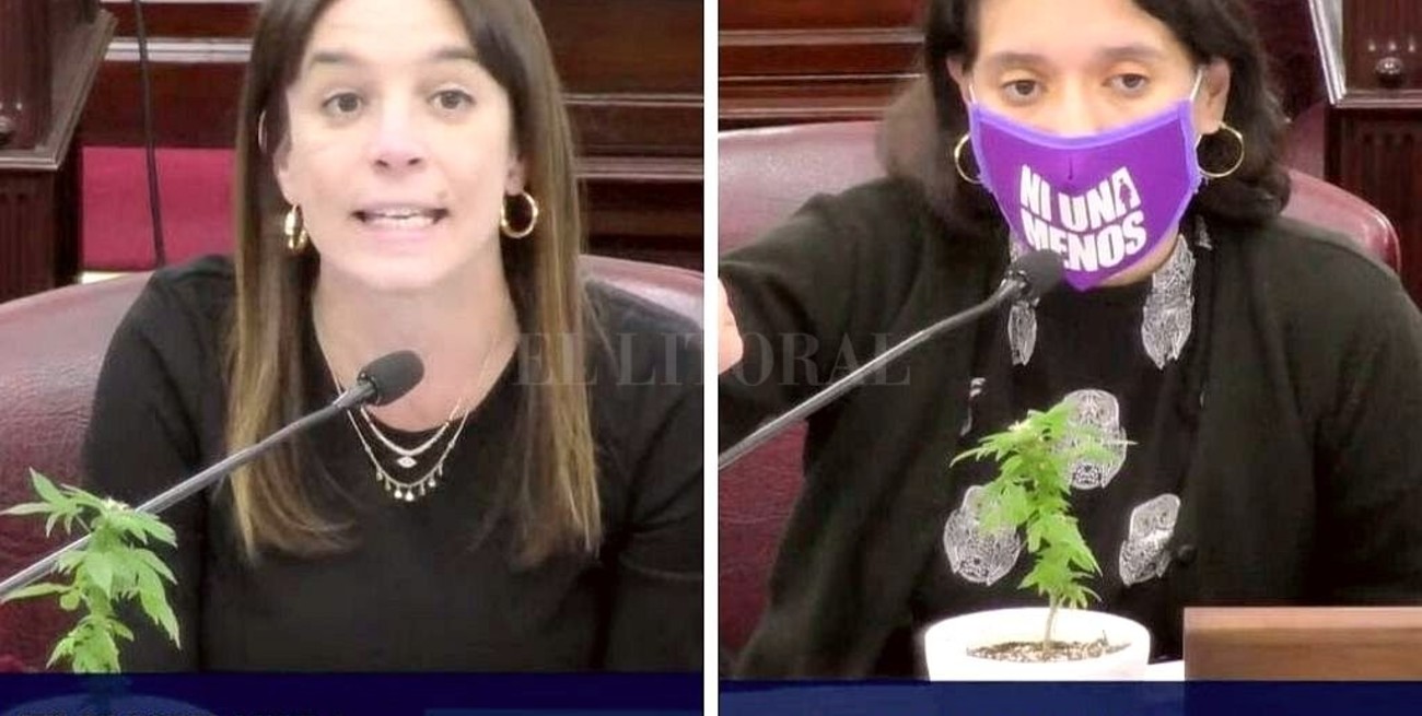 Un paso de Diputados hacia el autocultivo de cannabis