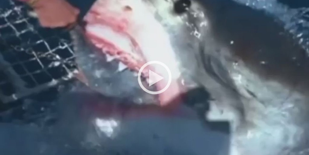 Video: Una mujer alimenta a un enorme tiburón blanco como si fuera su mascota