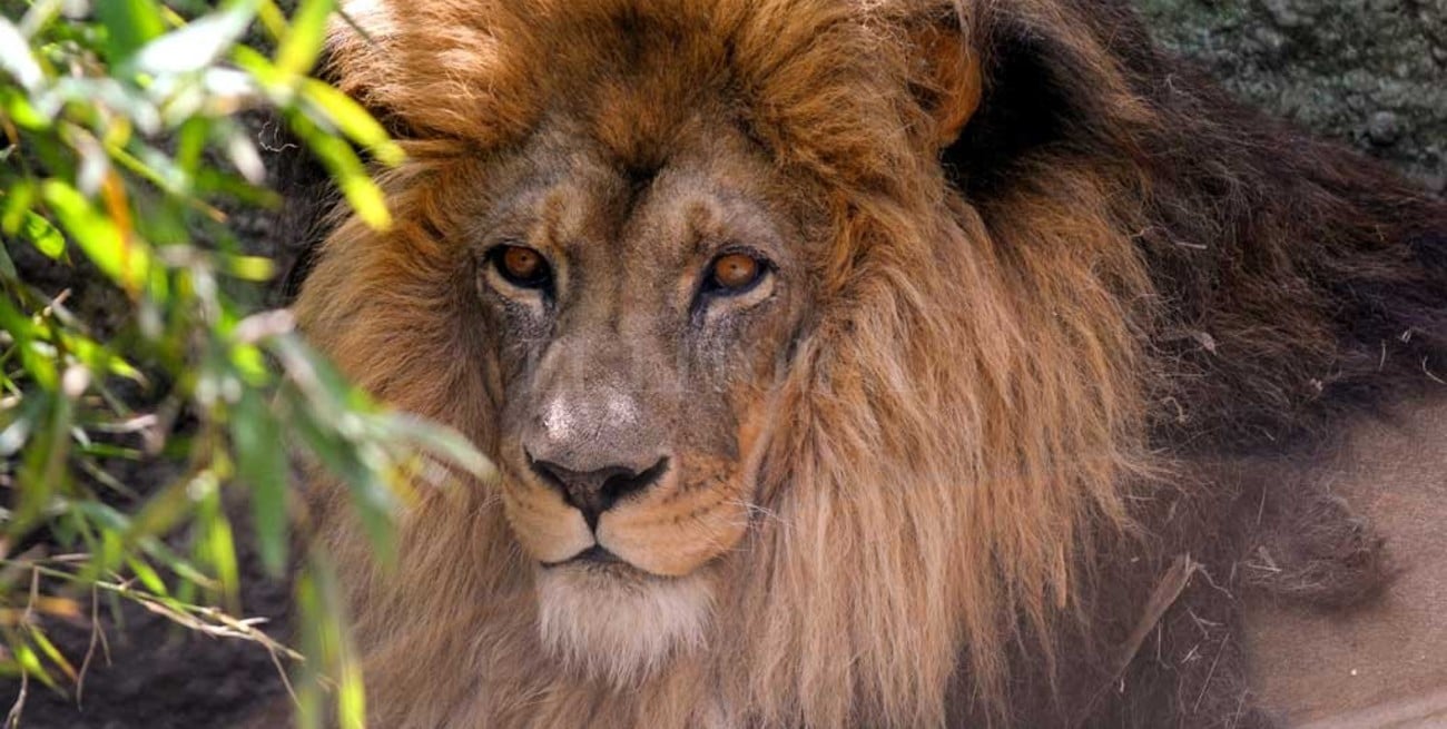 Trasladan a dos leones del ex zoo de La Plata a un santuario estadounidense