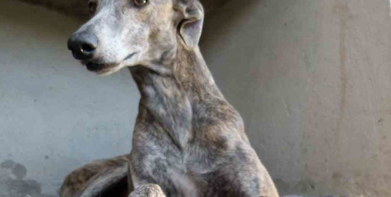 Consejos para cuidar a perros y gatos durante la cuarentena