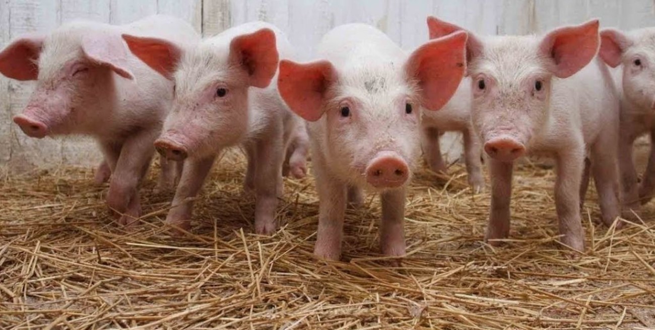 Villa Cañas: mataron a palazos a 5 lechones, pero sonó la alarma y no se los pudieron llevar