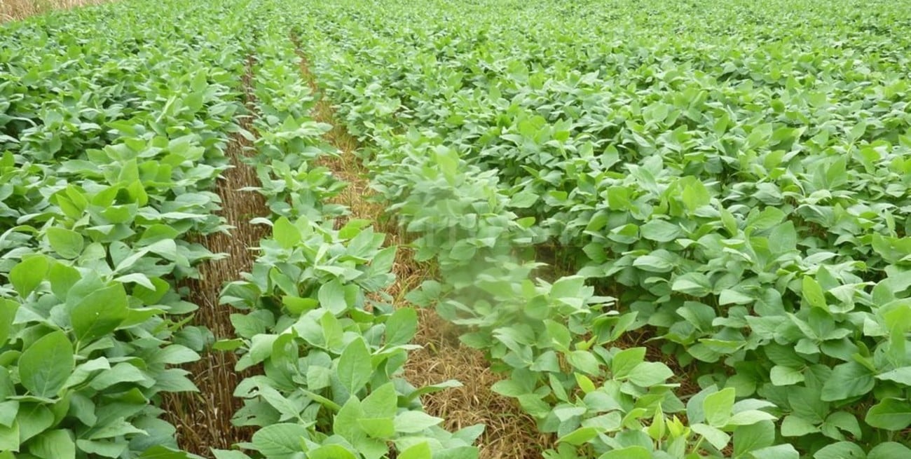  Se recupera la soja temprana por las buenas condiciones climáticas