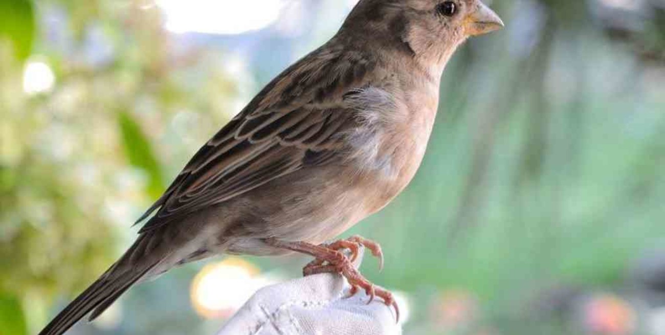 Arranca una campaña mundial para hacer un "conteo" de aves de jardín, balcones y plazas