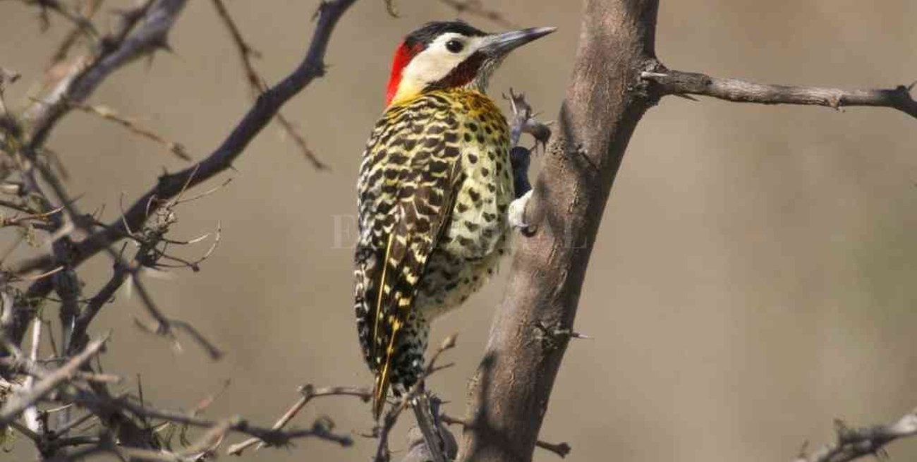 El Bosque de los Constituyentes suma actividades en Rosario