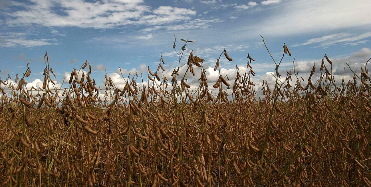 El gobierno confirmó que aumentará las retenciones a la soja del 30 al 33%