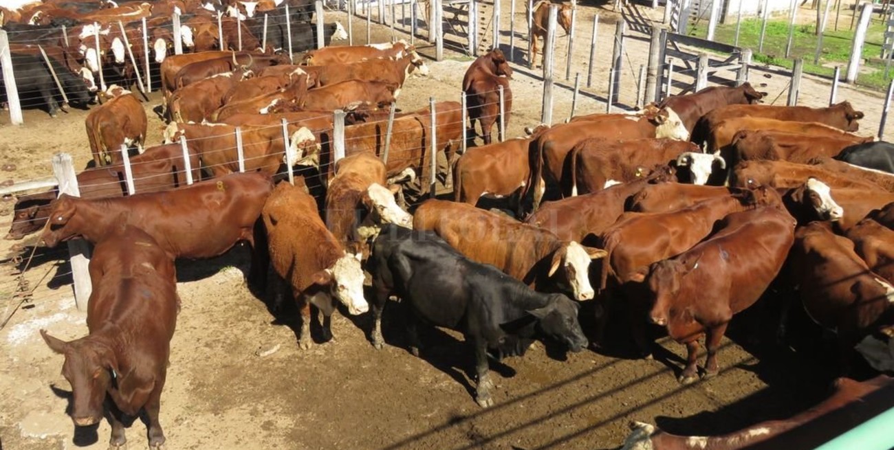 Precios destacados para vacas y toros en el especial de gordos de ArgenCarne