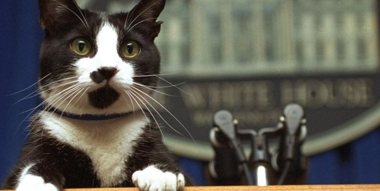 Día internacional del gato: conocé su historia