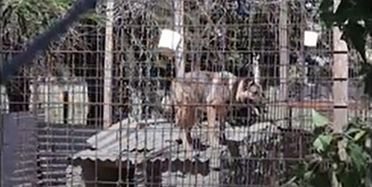 Piden la liberación de los perros detenidos por el caso Diego Román