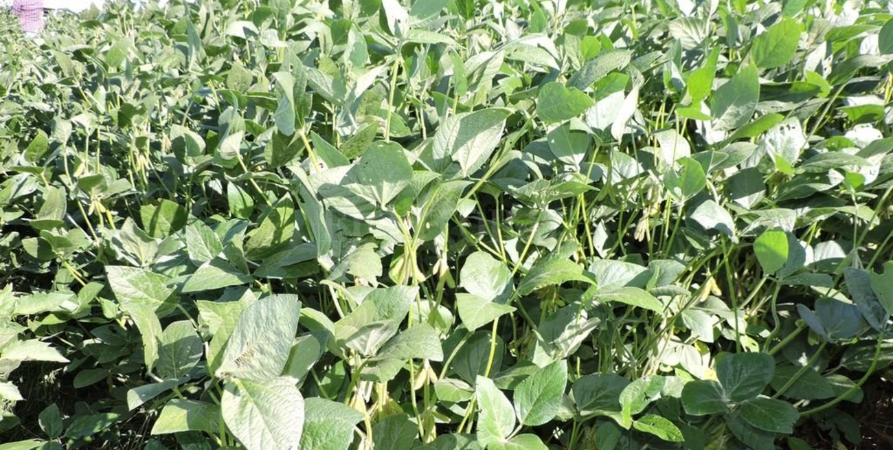 Con tendencia alcista se consolidaron los rendimientos en soja de primera