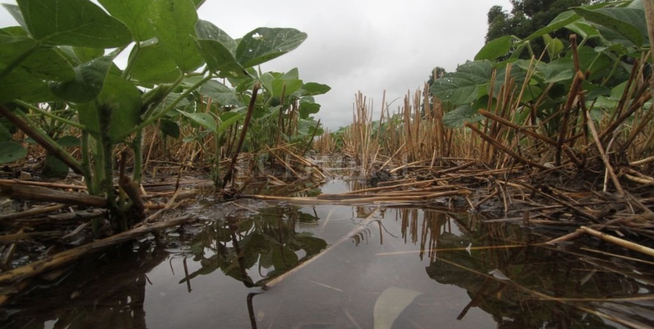  Soja de segunda, arroz y girasol en medio de la incertidumbre