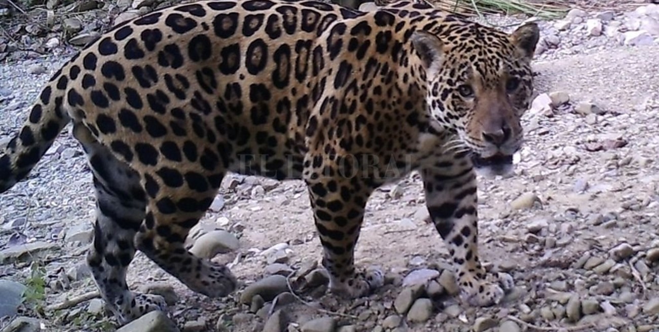 Multan con $ 180.000 a una talabartería por vender una montura hecha con pieles de yaguareté