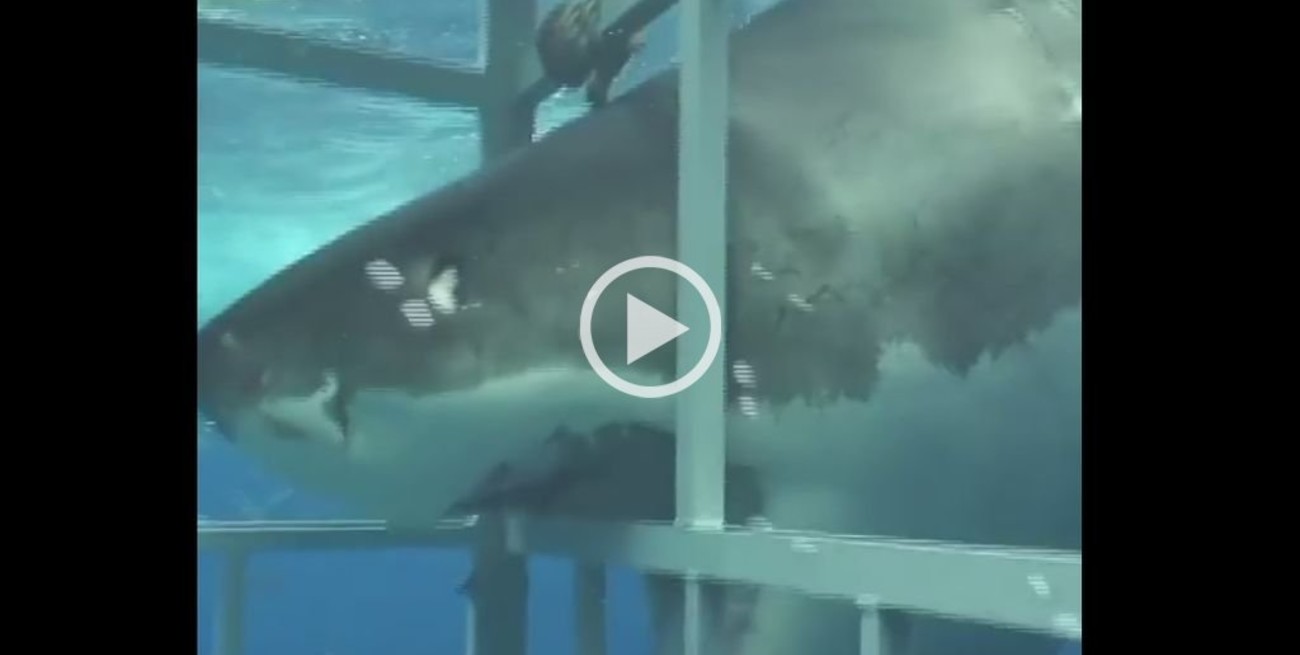 Video: Un tiburón blanco puso a prueba la resistencia de una jaula