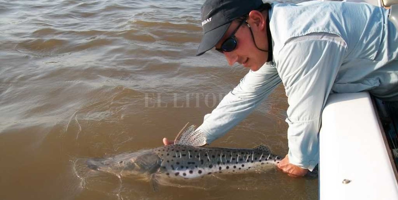 Rige la veda pesquera de surubí