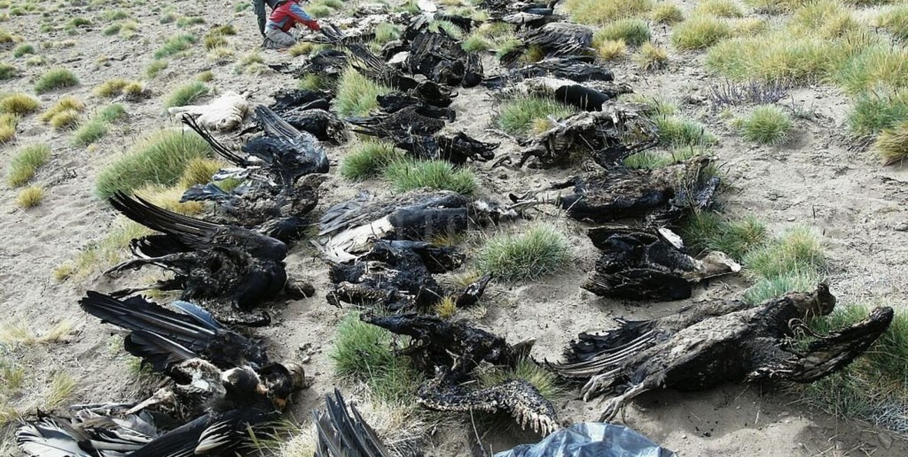 Se entregó el puestero que estaba prófugo tras la muerte de 34 cóndores en Mendoza