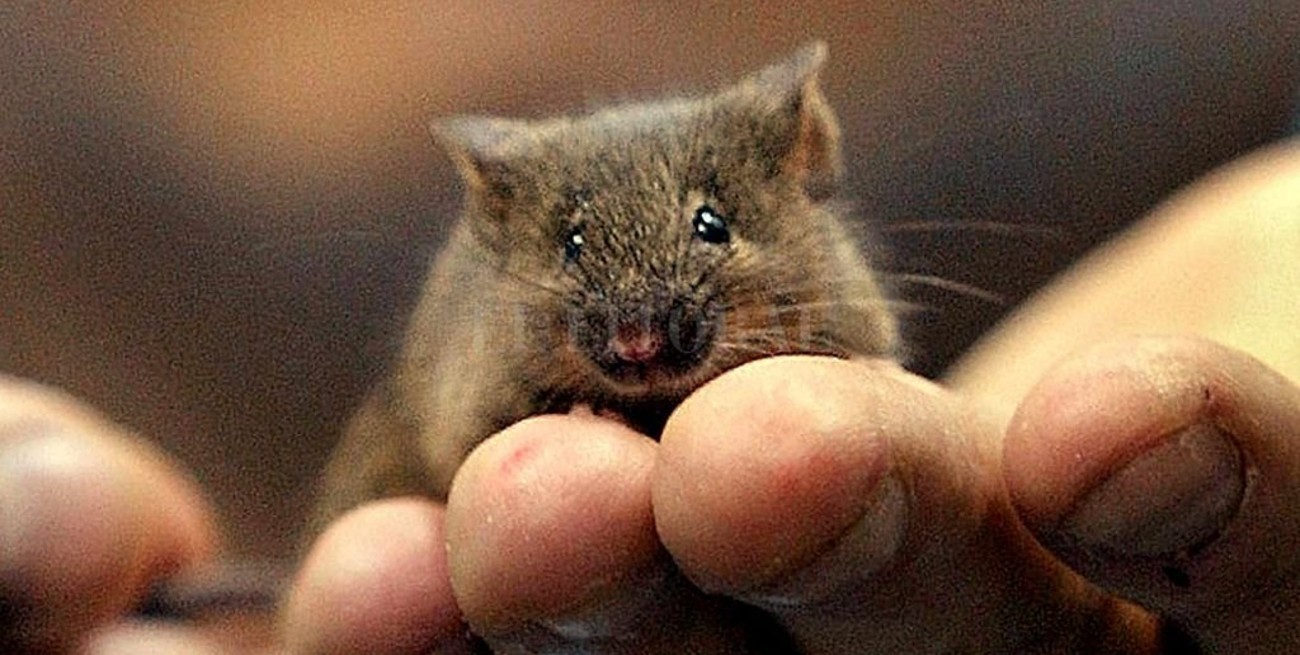 Murió un hombre en Rosario por leptospirosis