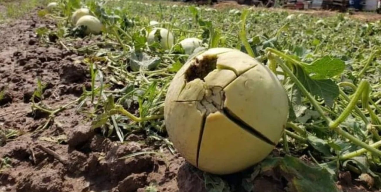 Declaran el estado de emergencia agropecuaria en la provincia de Mendoza