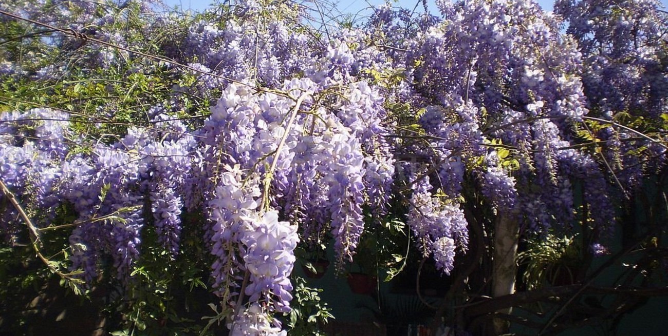 El dudoso alegato de un ladrón de primavera
