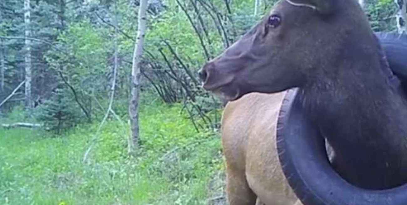 Un alce tuvo un neumático alrededor del cuello por más de dos años