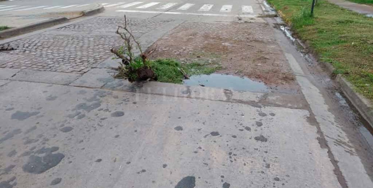 Una "reserva natural" en pleno bulevar French