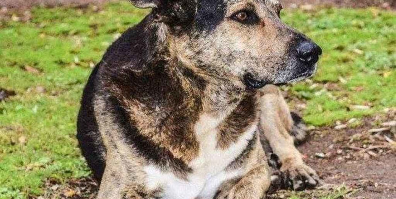 Rafaela tendrá un sistema público de atención primaria permanente para perros y gatos