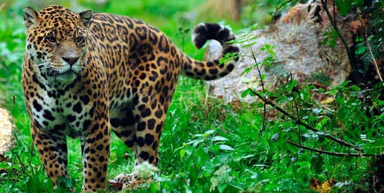 Ibérá, entre los 52 lugares turísticos mundiales recomendados por el New York Times en 2022