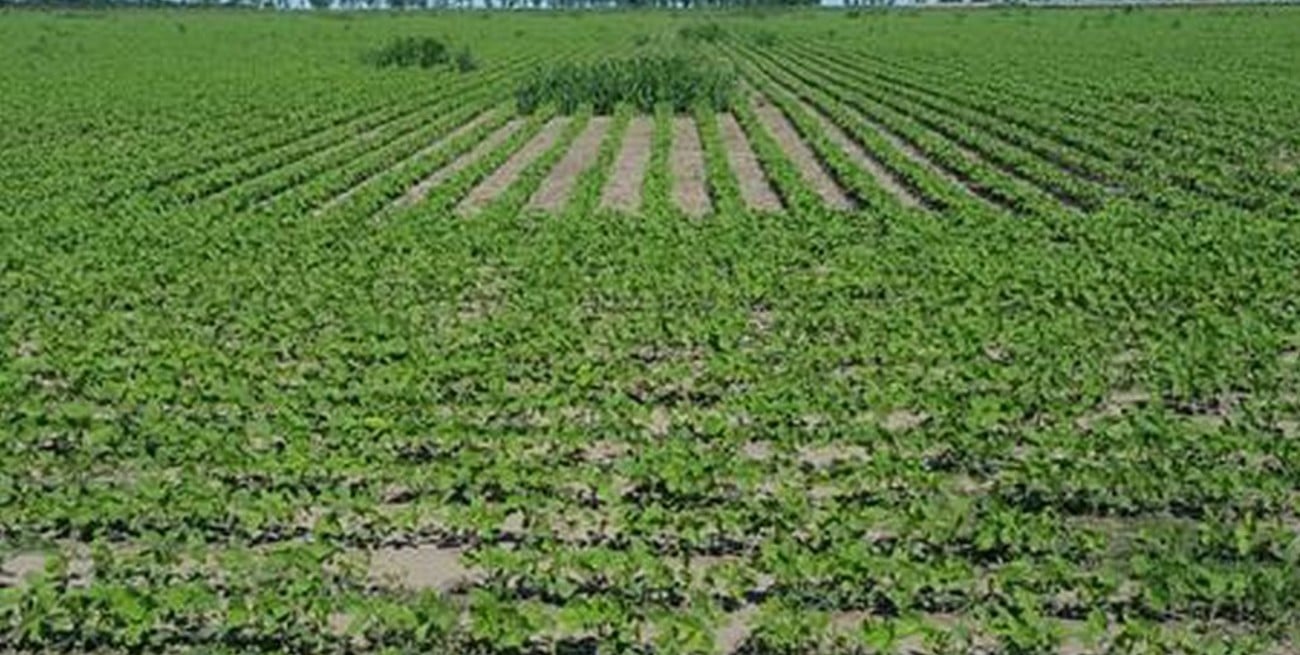 Por el clima, el área de siembra de soja de primera sería la menor en 4 años