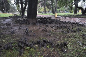 Flavio Raina Triste agonía. El lunes a la mañana, los santafesinos se conmovieron al ver cientos de golondrinas muertas o agonizando en la plaza.