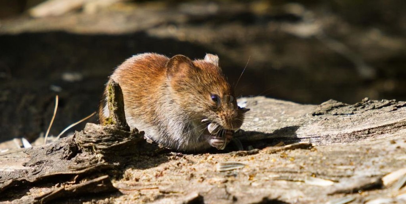 Hantavirus: ascienden a 13 los infectados en Chubut