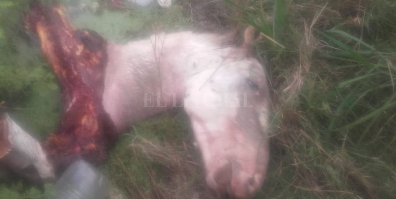 Ya ni los pingos se salvan