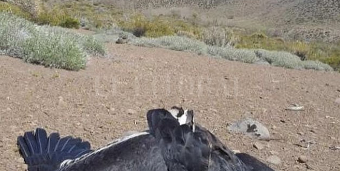 Mueren 23 cóndores andinos en la Patagonia por consumir un agrotóxico que está prohibido