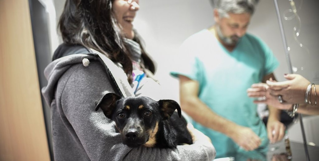 La Casa de las Mascotas celebró su primer año con una jornada sanitaria