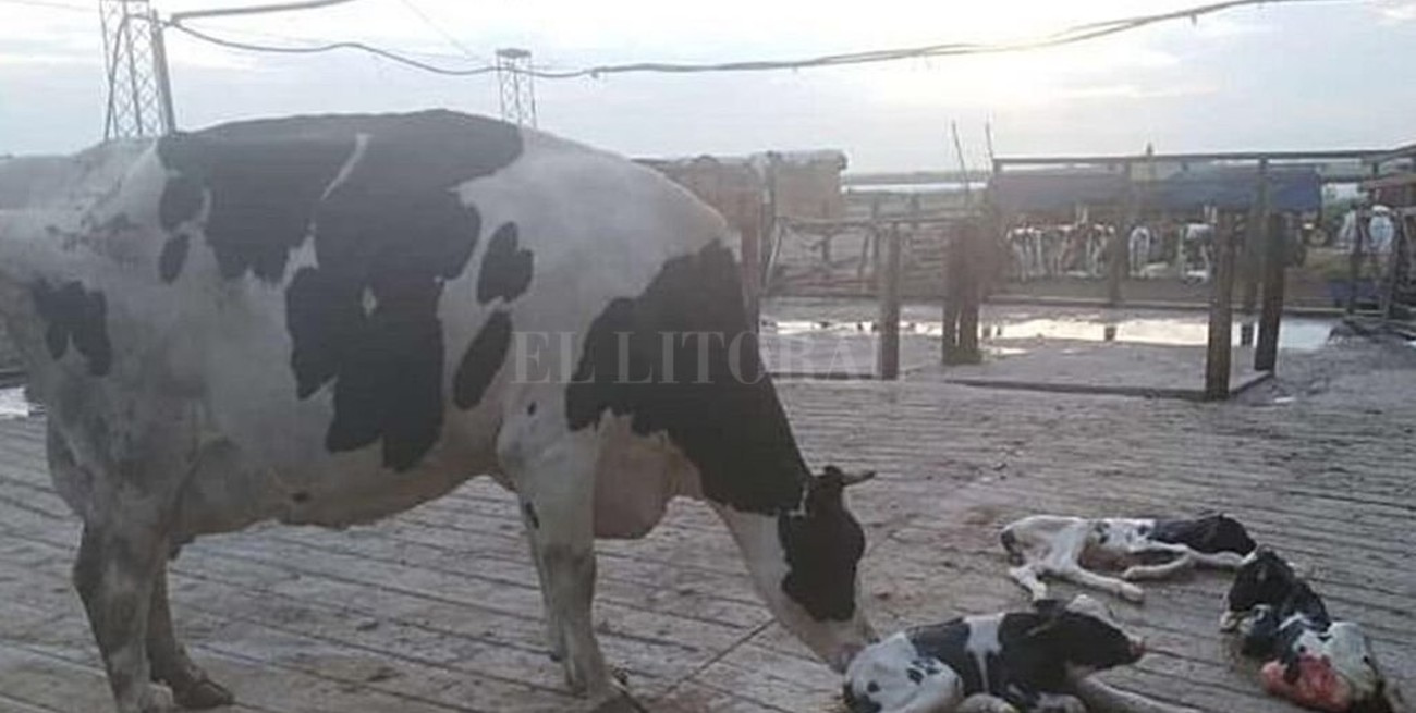 Nacieron terneritos trillizos en un tambo de Hipatia